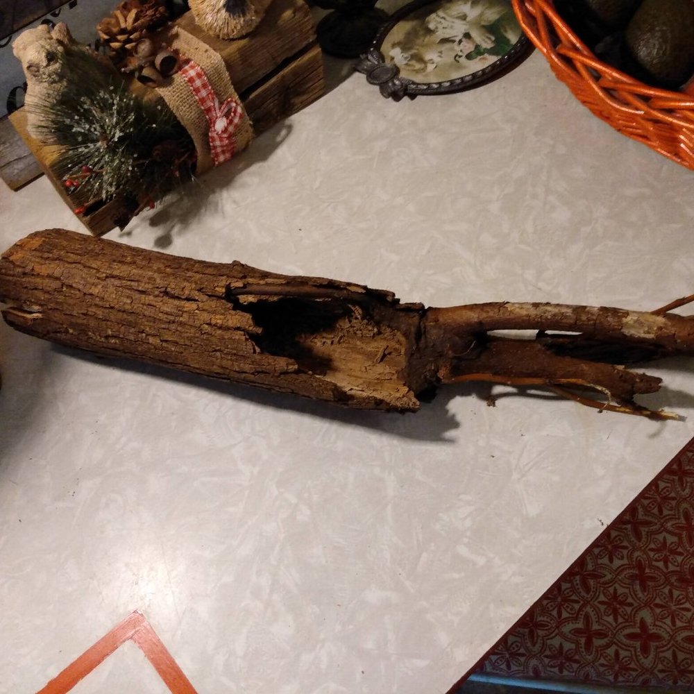 Unique Hollow Tree Log with Connected Branches Fairy Garden Art Crafts Rustic